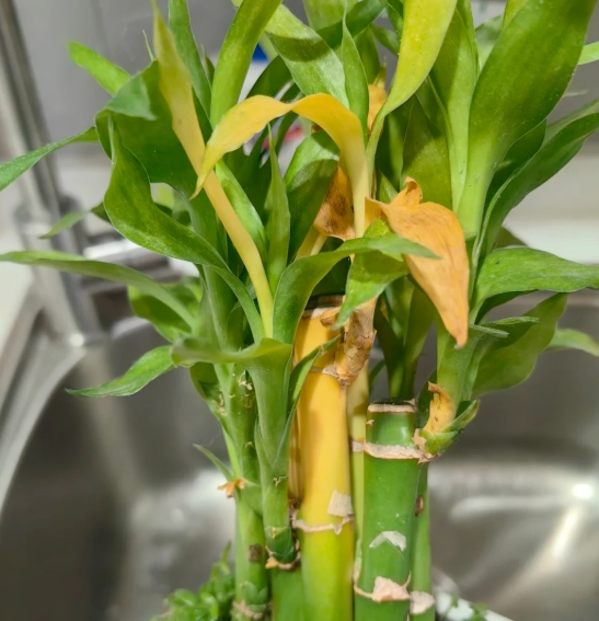 富貴竹照顧 富貴竹照顧