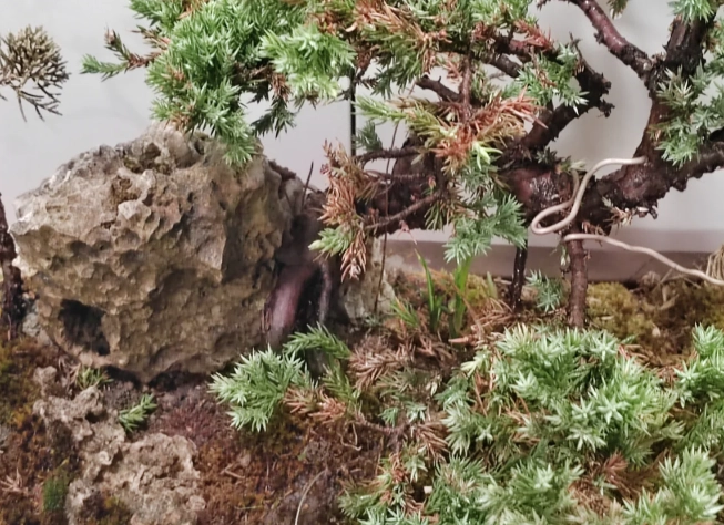 真柏枯黃救治 真柏枯黃救治