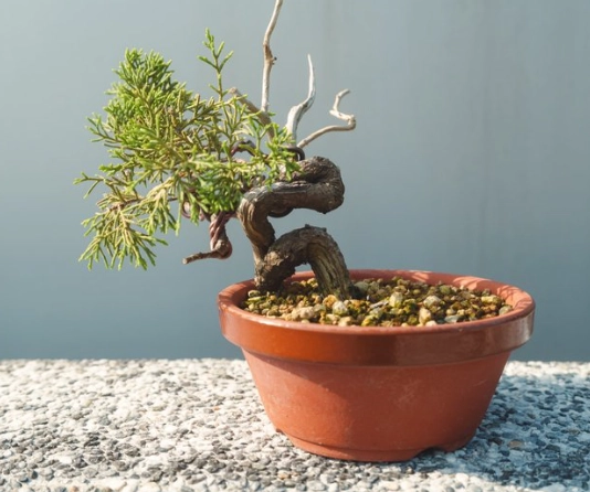 松柏盆栽常見問題