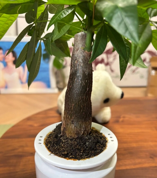 發財樹太濕處理