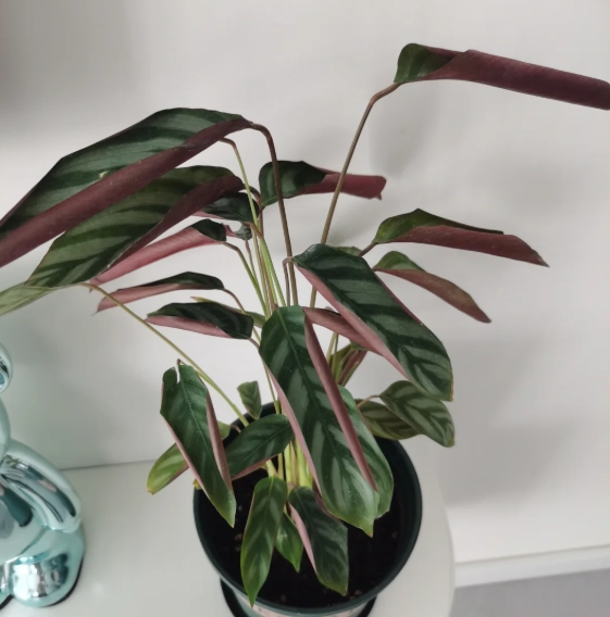 植物葉子捲起來