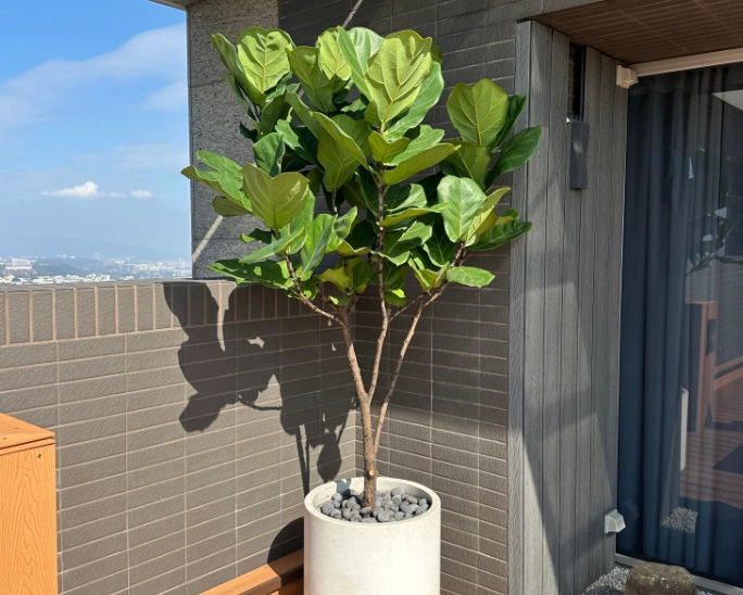 戶外大型植物推薦 戶外大型植物推薦