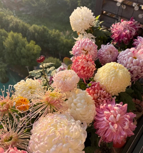 菊花象徵意義 菊花象徵意義