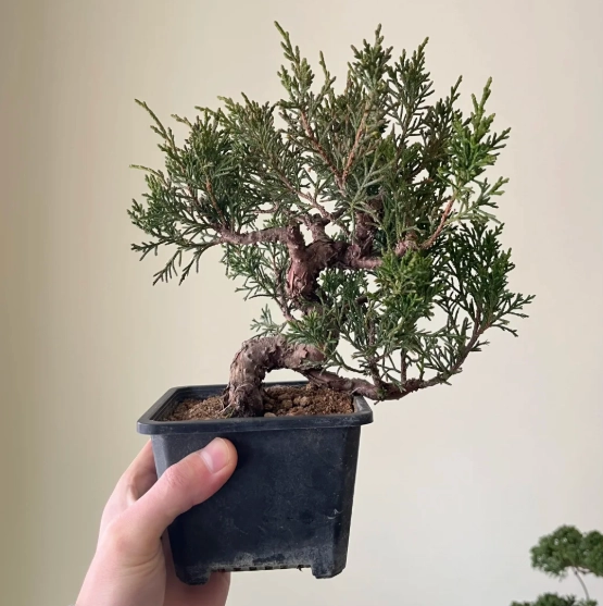 真柏造型技巧 真柏造型技巧