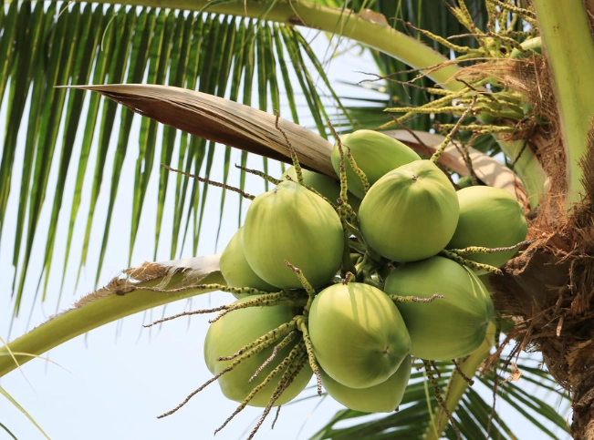 椰樹是主根嗎 椰樹是主根嗎