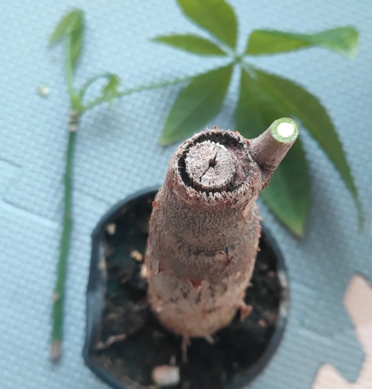 發財樹修剪方法