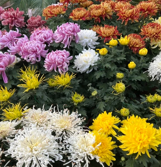 菊花文化哲學 菊花文化哲學