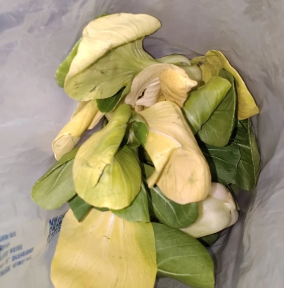 防止菜心變黃 防止菜心變黃