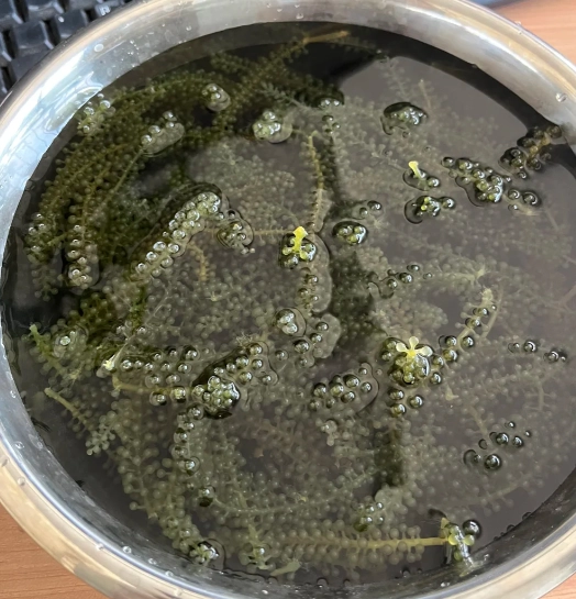 乾燥海藻 好處 乾燥海藻 好處