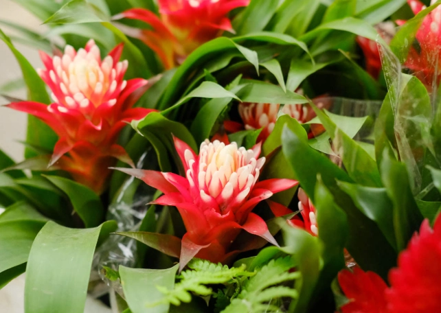 觀賞鳳梨種植方法 觀賞鳳梨種植方法