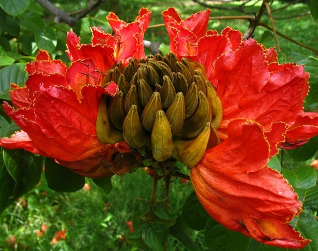 紅色花樹 紅色花樹