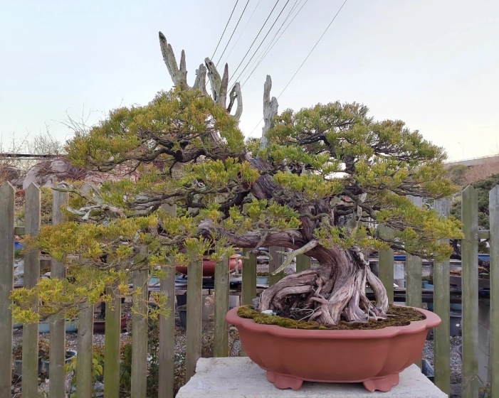 真柏樹修剪方法