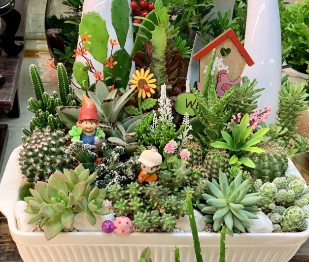 多肉植物照顧技巧