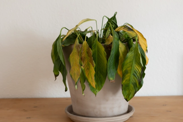 盆栽枯萎原因 盆栽枯萎原因