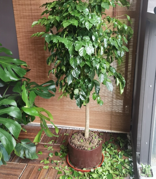 植物掉葉子原因