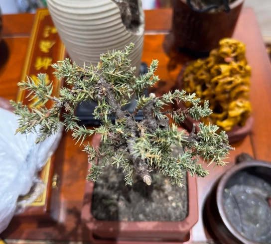 真柏葉子變黃原因 真柏葉子變黃原因