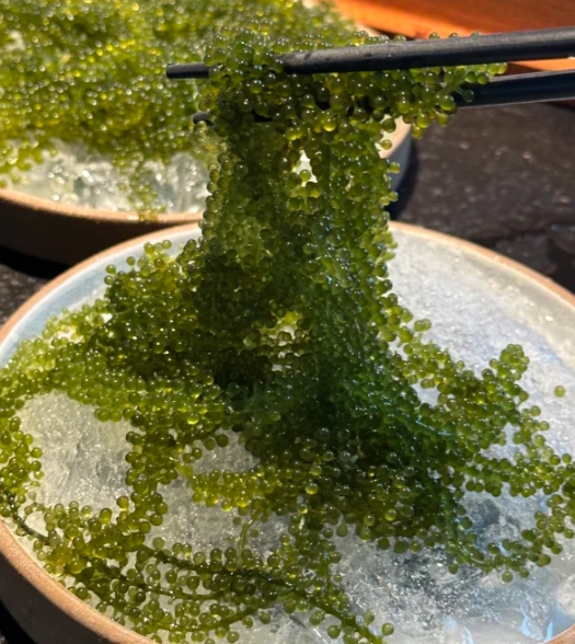 海葡萄 食用方法 海葡萄 食用方法
