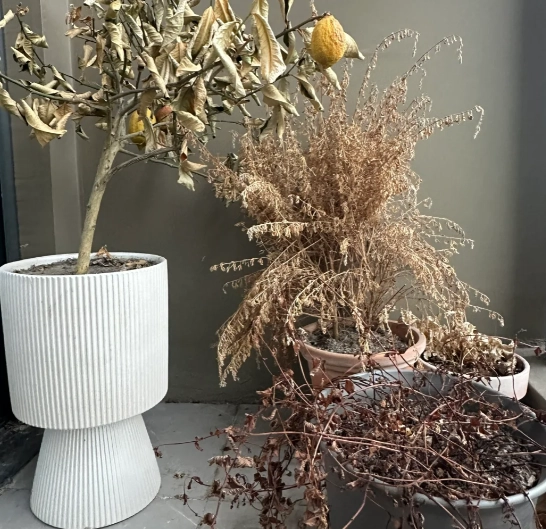 植物枯萎解決方法