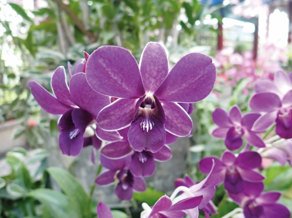 蘭花養護技巧 蘭花養護技巧