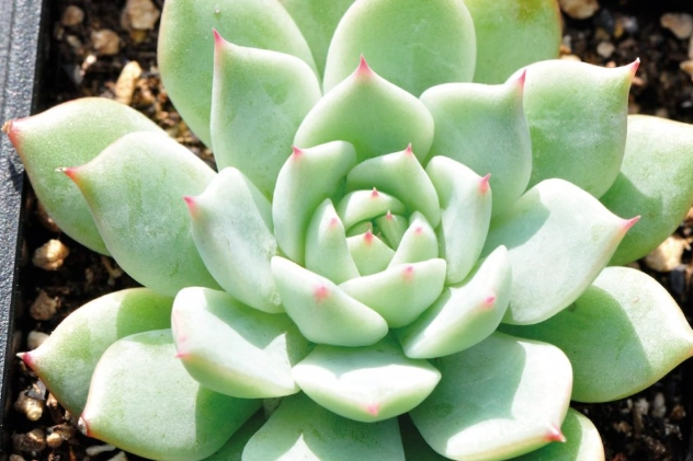 多肉植物怎麼養