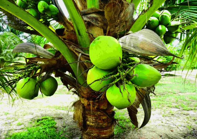 椰樹鬚根特點 椰樹鬚根特點