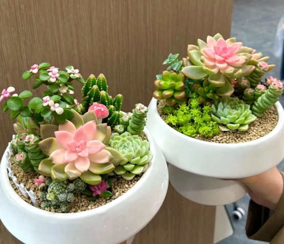 多肉植物組合