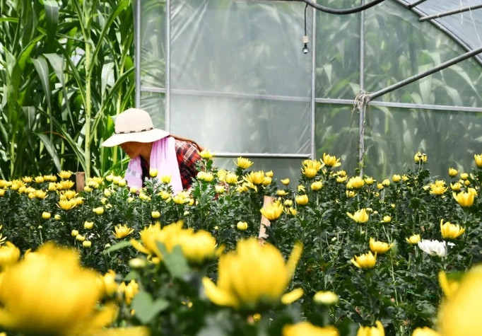 菊花病蟲害防治