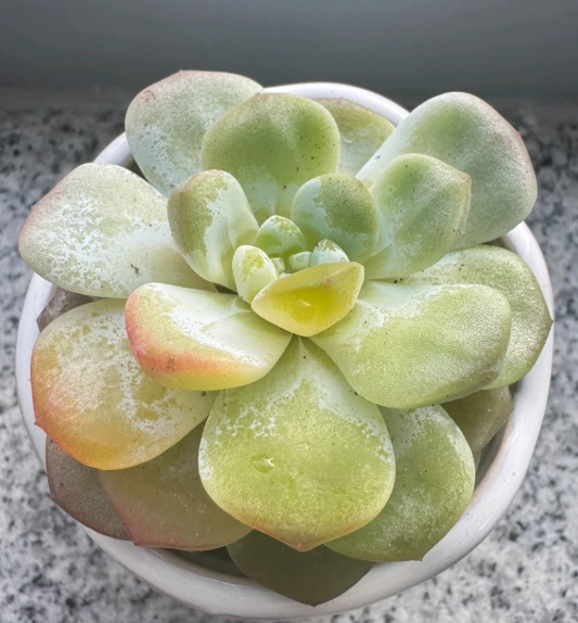 多肉植物透明葉片處理