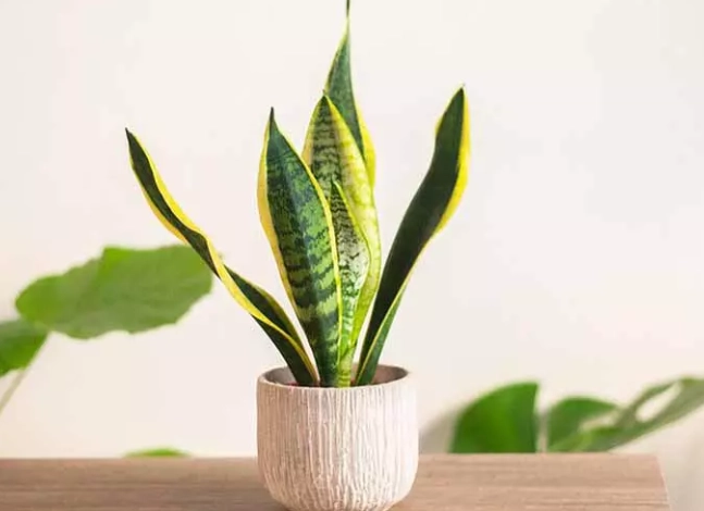 適合辦公室的多肉植物