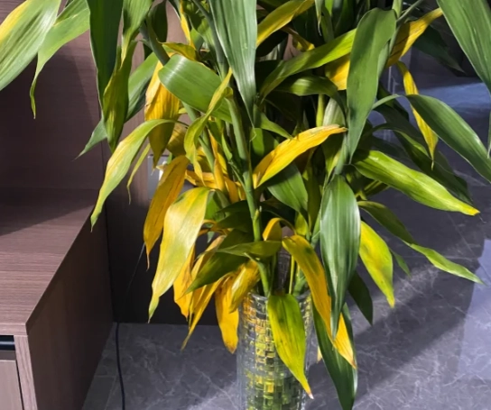 富貴竹變黃 富貴竹變黃