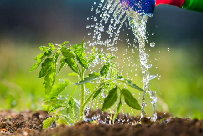 植物澿溫水 植物澿溫水