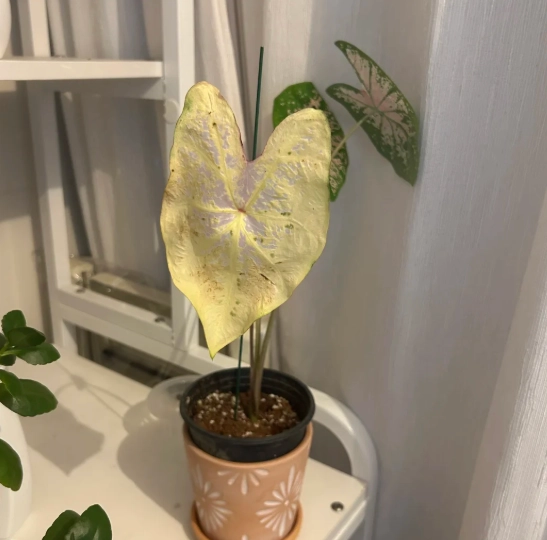 黛粉葉變黃原因