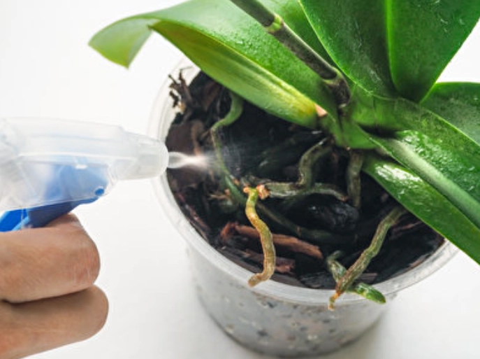 蘭花澆水頻率 蘭花澆水頻率