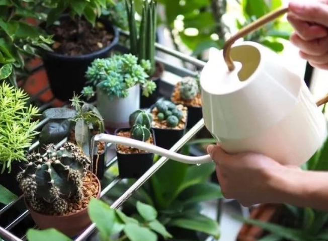 多肉澆水技巧