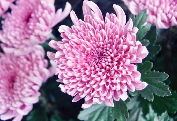 菊花寓意 菊花寓意