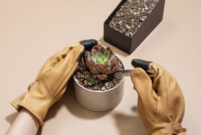 多肉植物換盆時機 多肉植物換盆時機