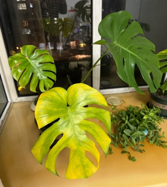 水培龜背葉變黃