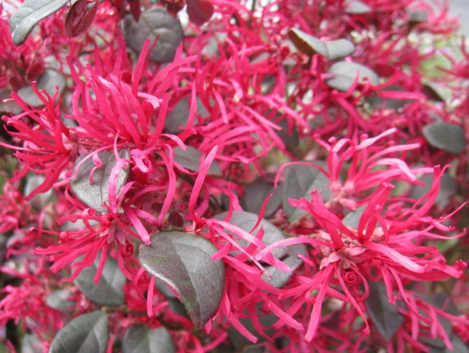 紅色花樹 紅色花樹