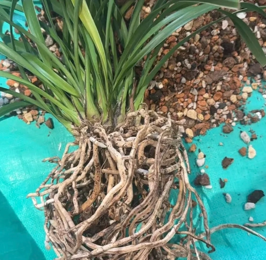 蘭花養護方法 蘭花養護方法