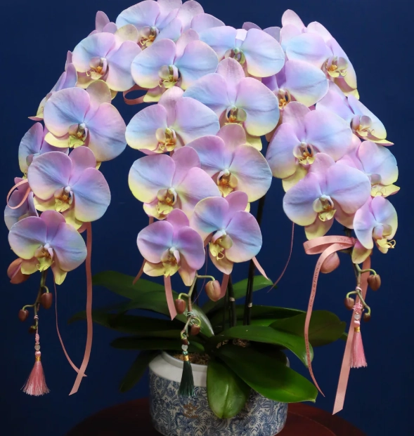 蝴蝶蘭品種介紹 蝴蝶蘭品種介紹