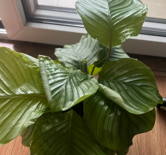 葉子捲曲處理 葉子捲曲處理