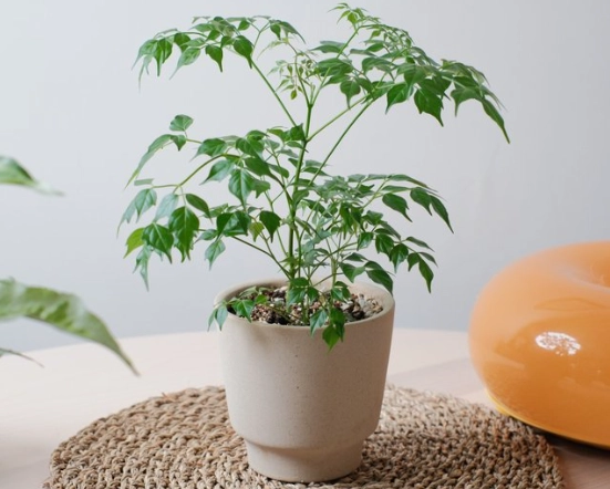 菜豆樹養護 菜豆樹養護