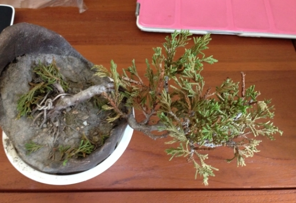 系魚川真柏養護 系魚川真柏養護