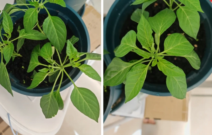 辣椒摘心方法 辣椒摘心方法