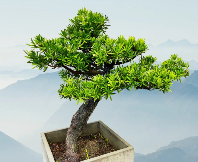 松樹盆栽推薦