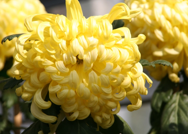 菊花寓意 菊花寓意