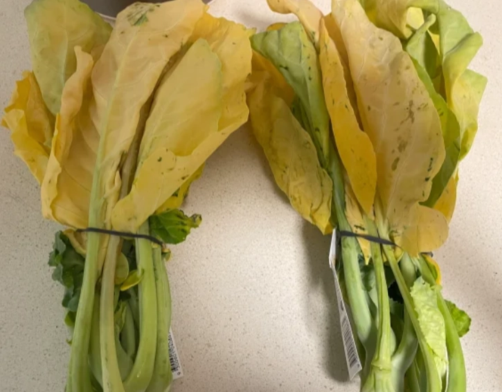 菜心保存方法 菜心保存方法