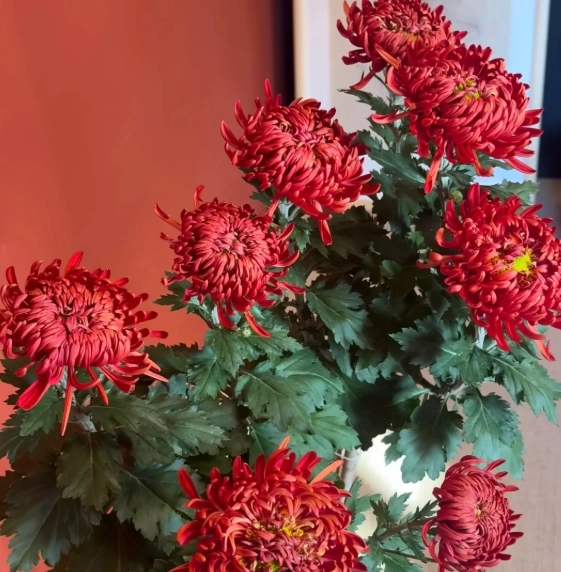 菊花花語含义 菊花花語含义