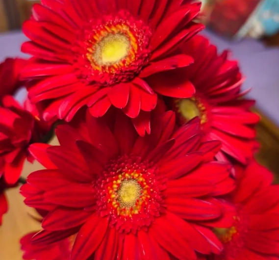 菊花花語含义 菊花花語含义