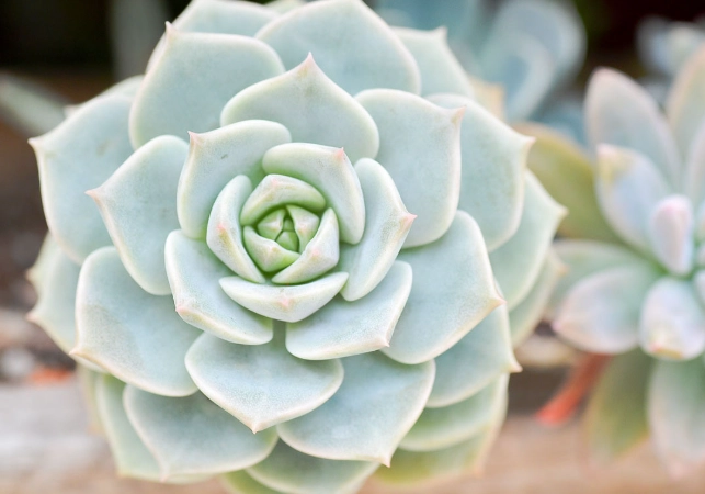 多肉植物養護方法
